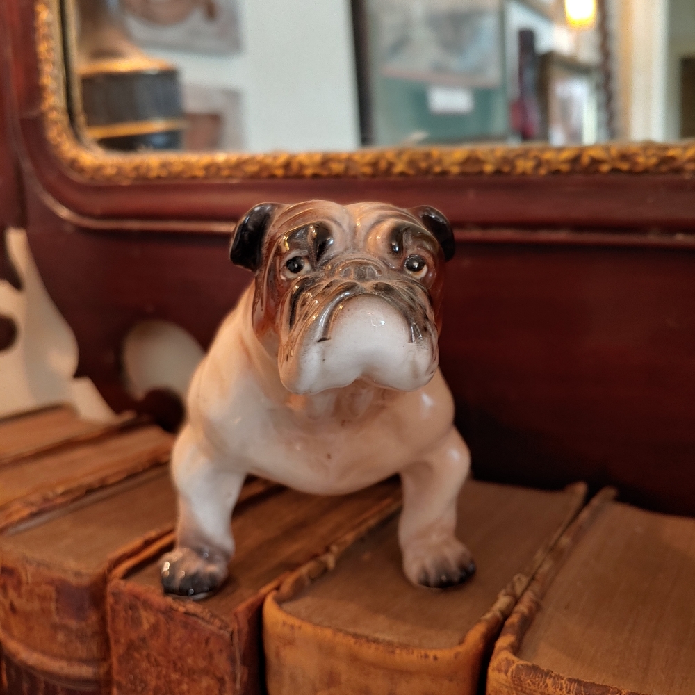English Bulldog